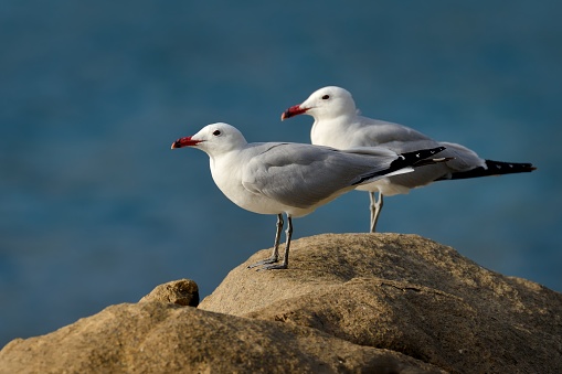 Audouin's Gull - Ichthyaetus audouinii captured on the cliff in Corse. Two white birds with red beak