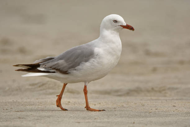 istock Red-billed Gull - Chroicocephalus scopulinus - in maori tarapunga 1125894550