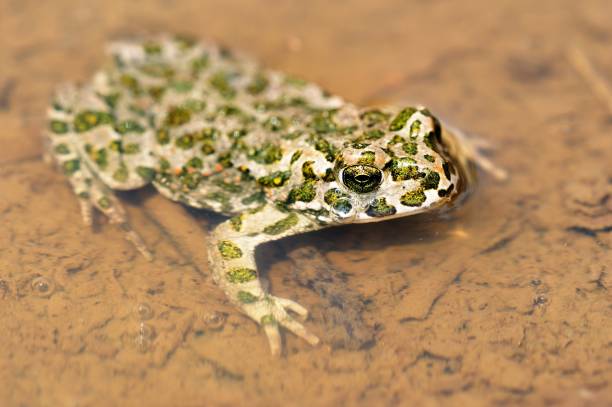 sapo verde europeo - bufotes viridis - frog batrachian animal head grass fotografías e imágenes de stock