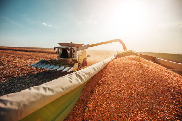 istock It's a farmer's life 1125894726