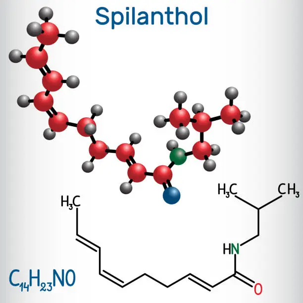 Vector illustration of Spilanthol molecule. It is a fatty acid amide, is used for the local anesthetic properties and in cosmetology.  Structural chemical formula and molecule model