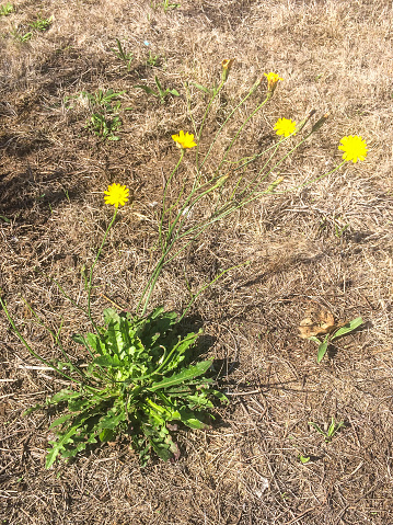 Catsear, flatweed or false dandelion, Hypochaeris radicata, growing in Galicia, Spain