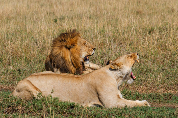 istock Mating Lions in the Masai Mara 1125896847
