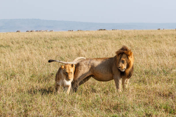 istock Mating Lions in the Masai Mara 1125896871