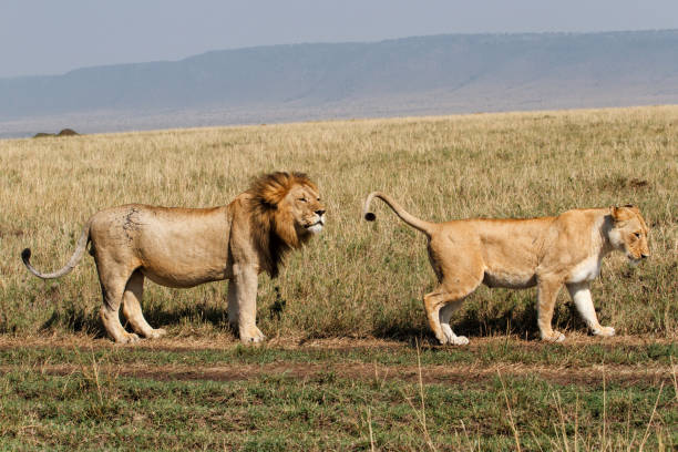 istock Mating Lions in the Masai Mara 1125896912