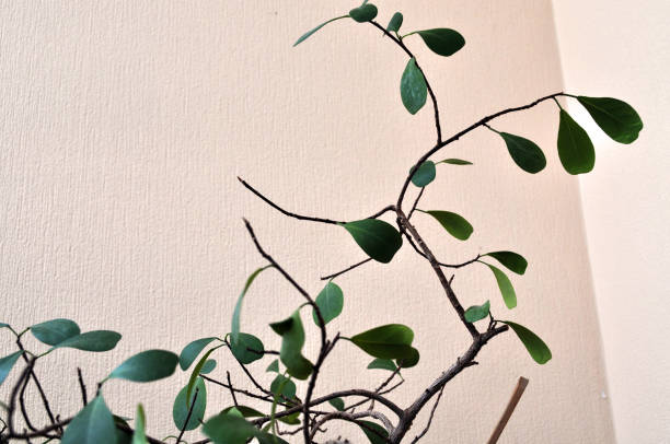 istock green potted plants for home 1125897409