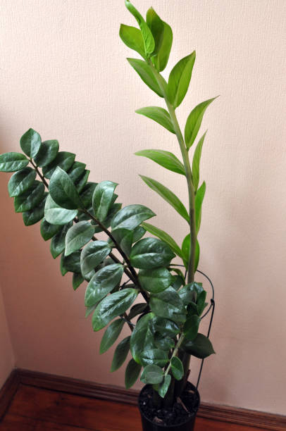istock green potted plants for home 1125897470