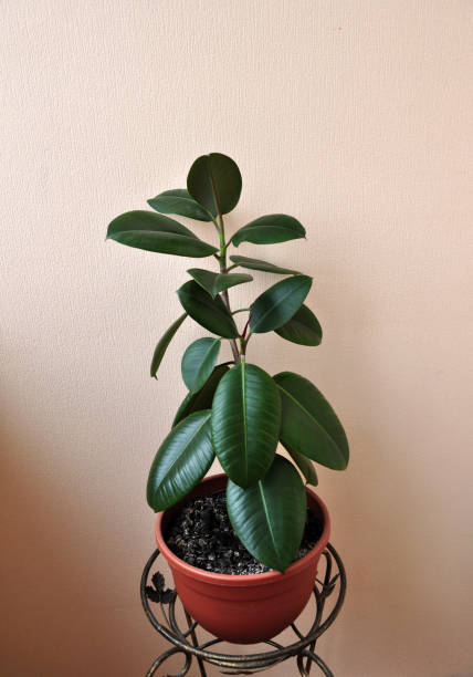 istock green potted plants for home 1125897493