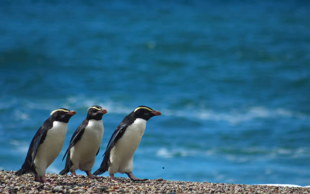 A waddle of Fiordland crested penguins stock photo
