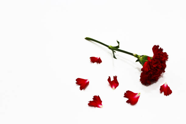 istock The red carnation flower on the white background 1125898833