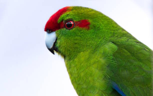 Red-crowned parakeet portrait stock photo