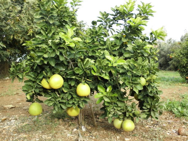 istock The beautiful Pomelo in farmland 1125899156