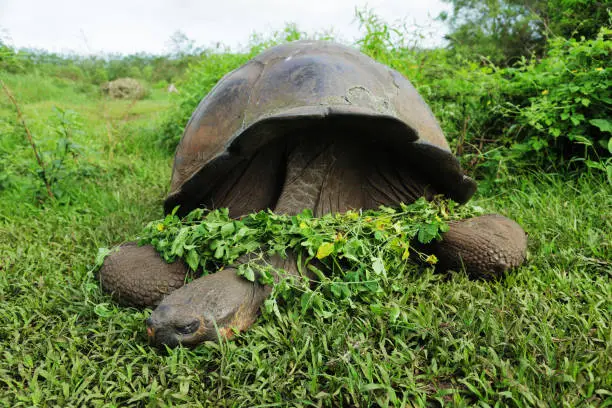 Giant tortoise of Galapagos partially covered by vegetation