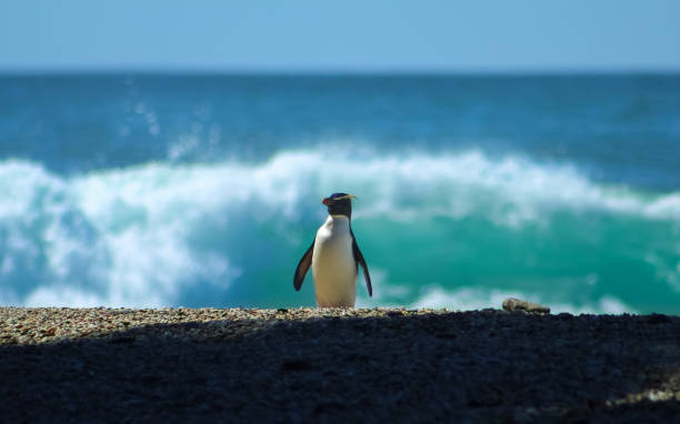 Lone Fiordland crested penguin A Fiordland crested penguin (tawaki) posing against a backdrop of breaking waves and the Tasman sea. creighton stock pictures, royalty-free photos & images