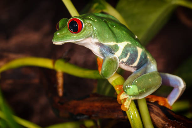 istock Red eyed tree frog climbs on the plant mast 1125901508