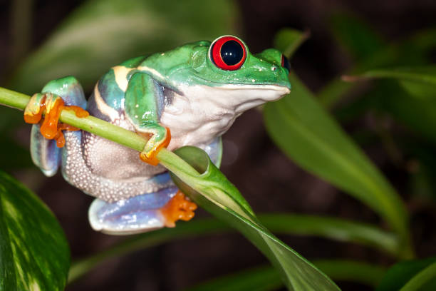 istock Red eyed tree frog sitting on the leaf 1125901542