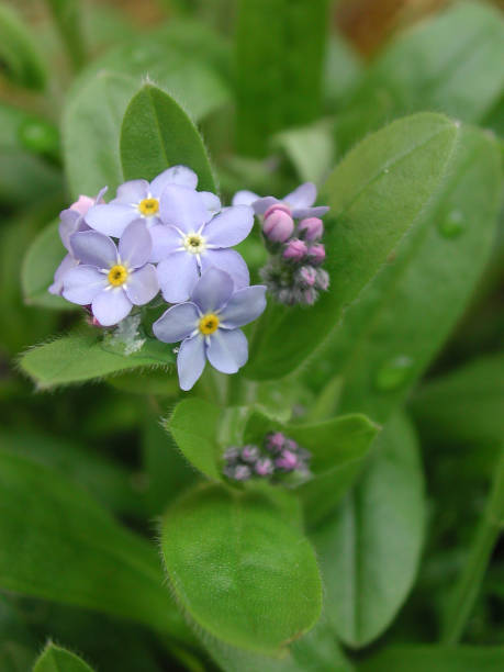 sylvatica de myosotis - myosotis sylvatica fotografías e imágenes de stock