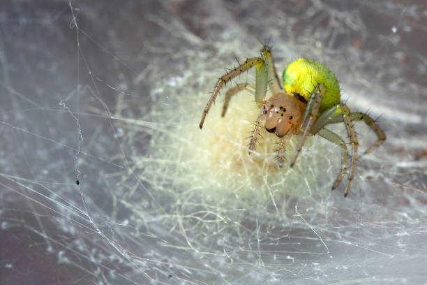 istock Yellow poisonous spider in his cobweb 1125901710
