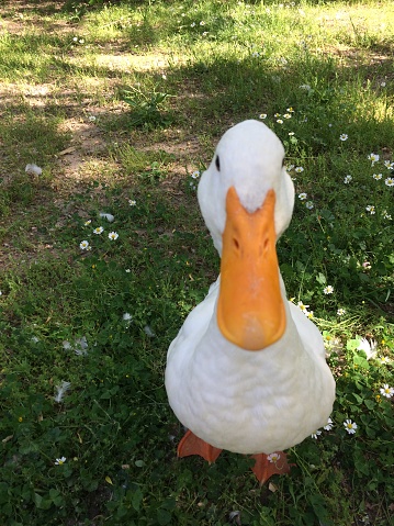 Curious duck looking at camera