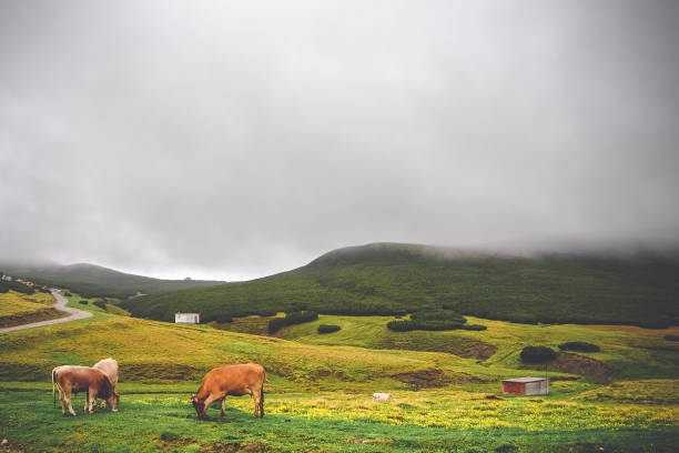 cena rural com vacas na montanha na nuvem e névoa bela paisagem bucegi roménia - hill grindelwald village landscape - fotografias e filmes do acervo