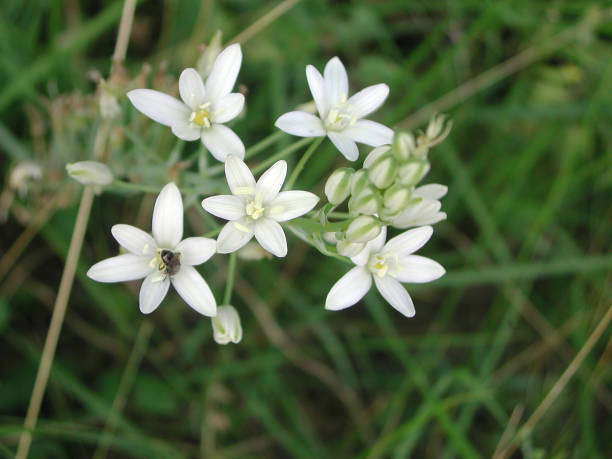 istock Narbonense's ornithogalum 1125902808