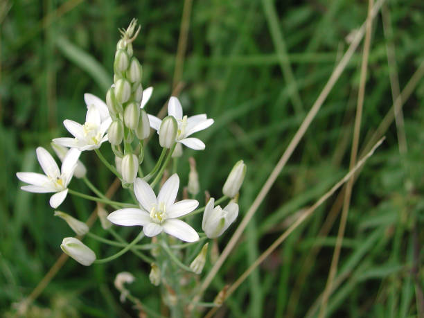 istock Narbonense's ornithogalum 1125902810