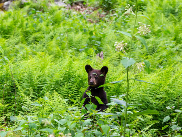 istock Black Bear in Shenandoah National Park 1125902922