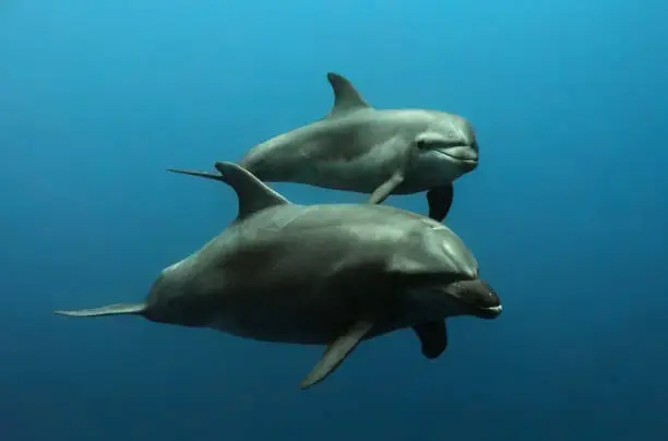 A family of dolphins, mother and a baby