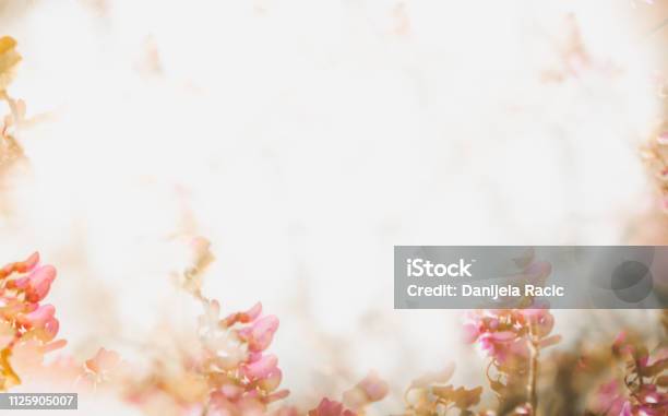 5,489 Flower Base Stock Photos, High-Res Pictures, and Images - Getty Images