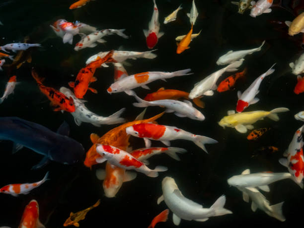 istock Carp swimming in the pool 1125907048