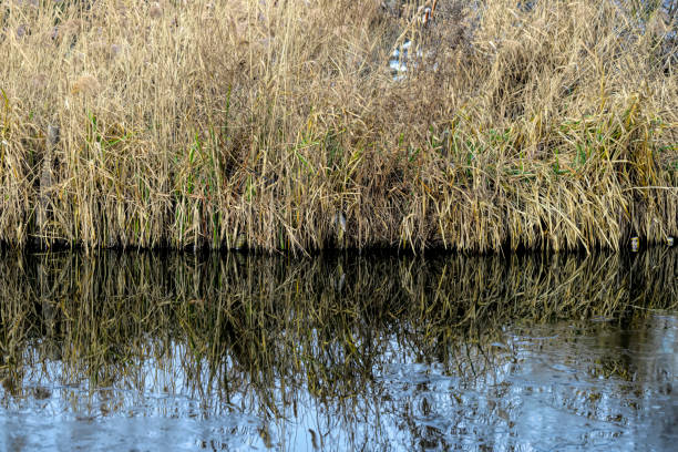 A reed bed made up of Phragmites reeds is reflected in the water at Mitcham Pond in Surrey, England.