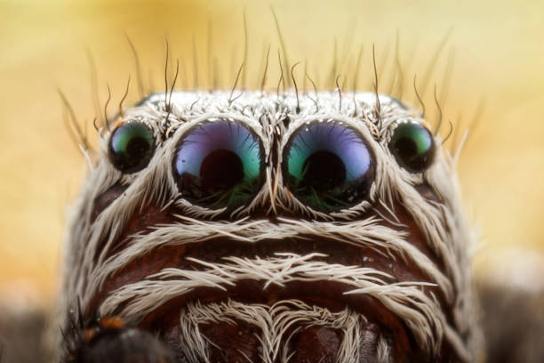 istock Spider head with big blue green eyes 1125907342