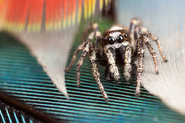 istock Spider on the rosella parrot feathers 1125907900