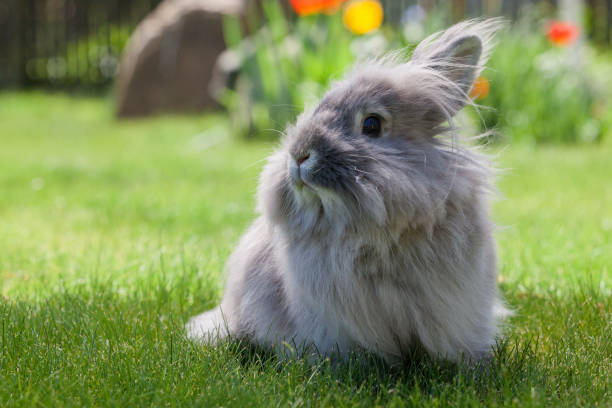 istock Decorative gray little rabbit sitting in the lawn 1125907919