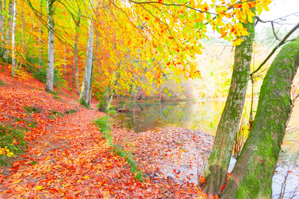 istock Yedi Goller (Seven Lakes ) national park Bolu Turkey 1125908259