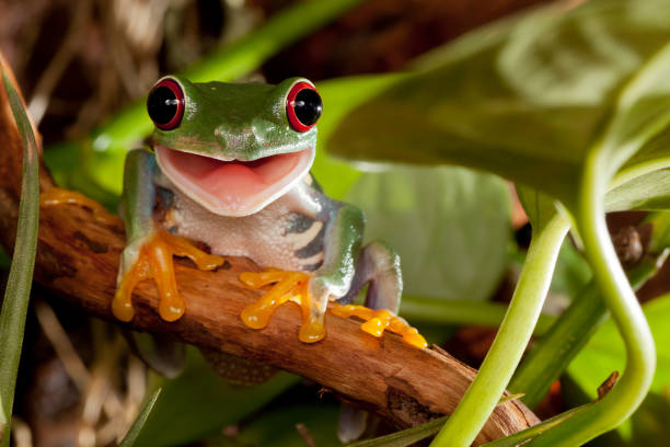 Red eye tree frog sitting on the branch and smiling stock photo