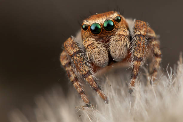 Brown spider with big green eyes sitting on the soft white fluff Portrait of a brown jumping spider jumping spider photos stock pictures, royalty-free photos & images