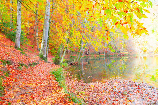 istock Yedi Goller (Seven Lakes ) national park Bolu Turkey 1125908335