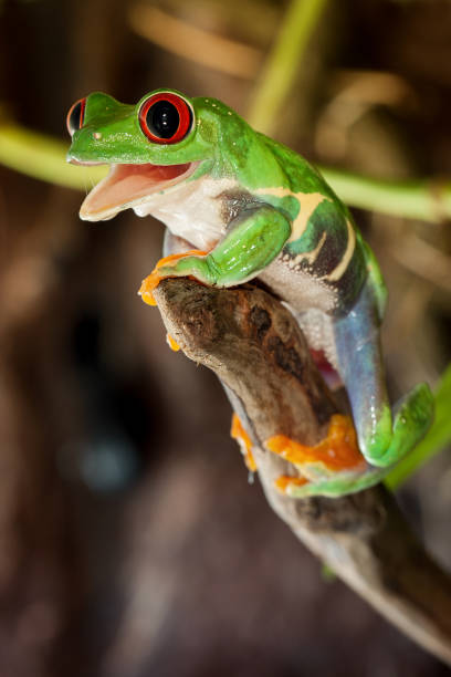 istock Red eye tree frog climb up and smiling 1125908359