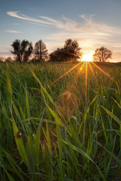 istock Lithuanian sunset in the meadow 1125908398
