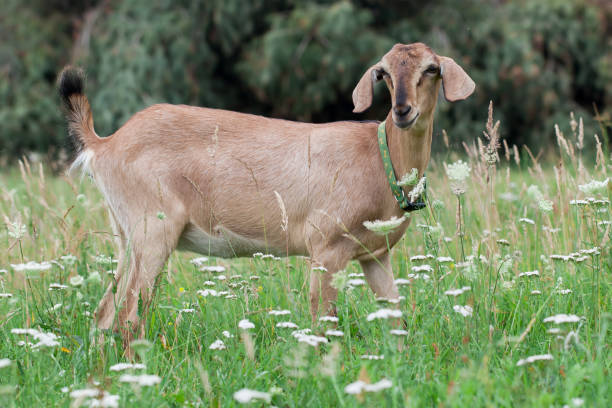 istock Anglo-Nubian goat graze on a beautiful meadow 1125908448