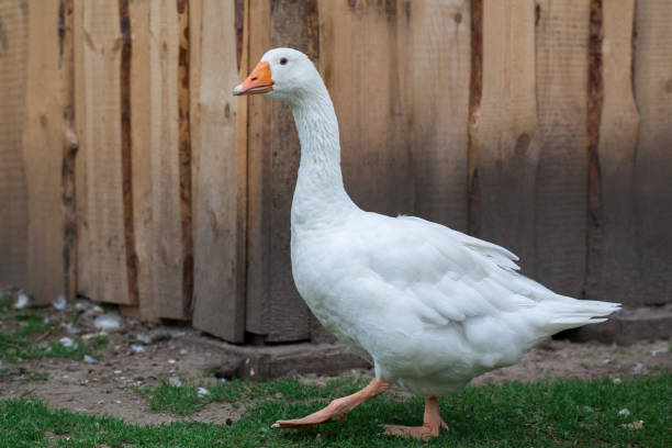 istock White goose in the background of brown boards 1125908774