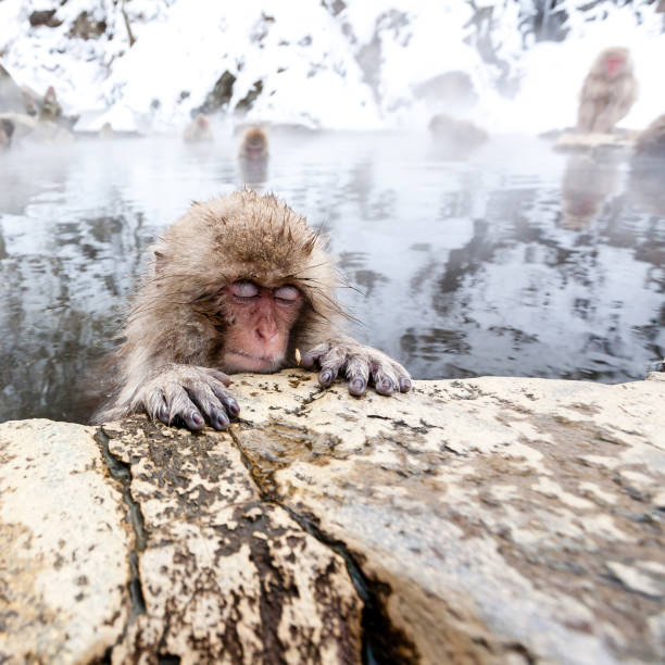 istock Little cute japanese snow monkey sleeping in a hot spring. Yudanaka, Japan. 1125909638