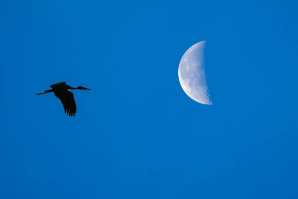silhouette bird flying to the moon and clear blue background