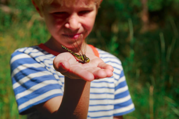 istock kids learning insects - little boy holding dragonfly 1125910047