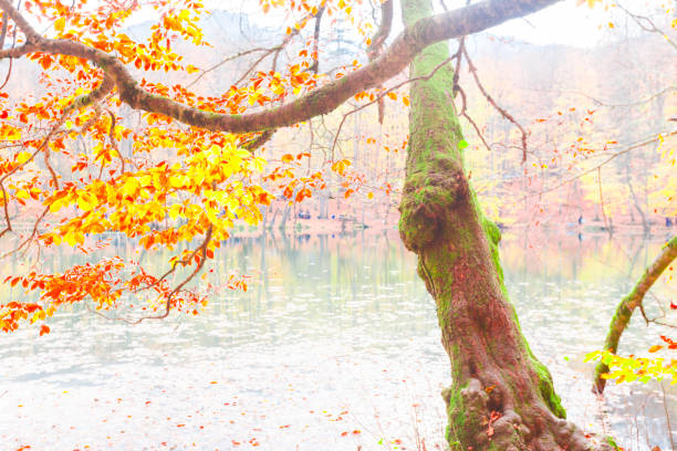 istock Yedi Goller (Seven Lakes ) national park Bolu Turkey 1125910090