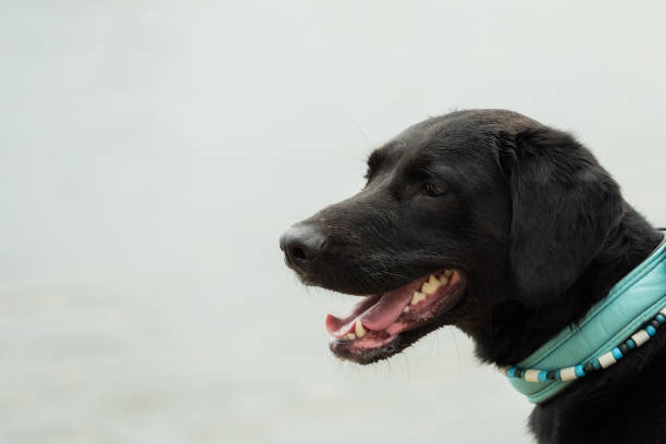 istock A black labrador outside by the water 1125910200