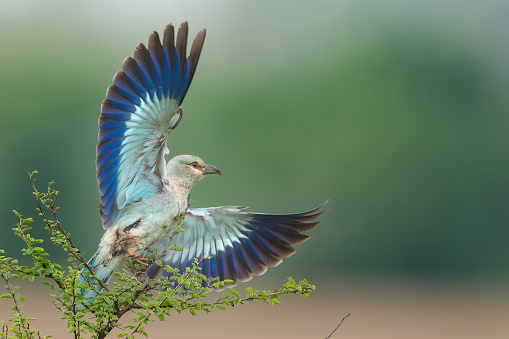 European roller flying off with open wings