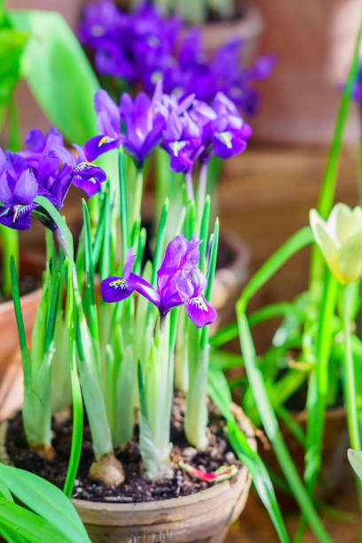 istock blue potted irises closeup, flowers in spring garden 1125911143