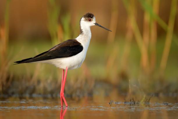 istock Black-winged Stilt - Himantopus himantopus 1125911353